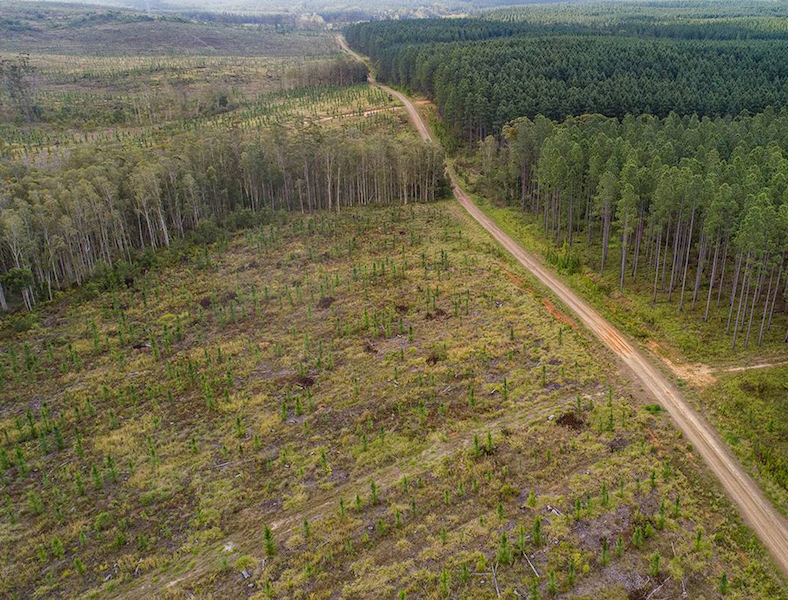 deforestation in the wilderness
