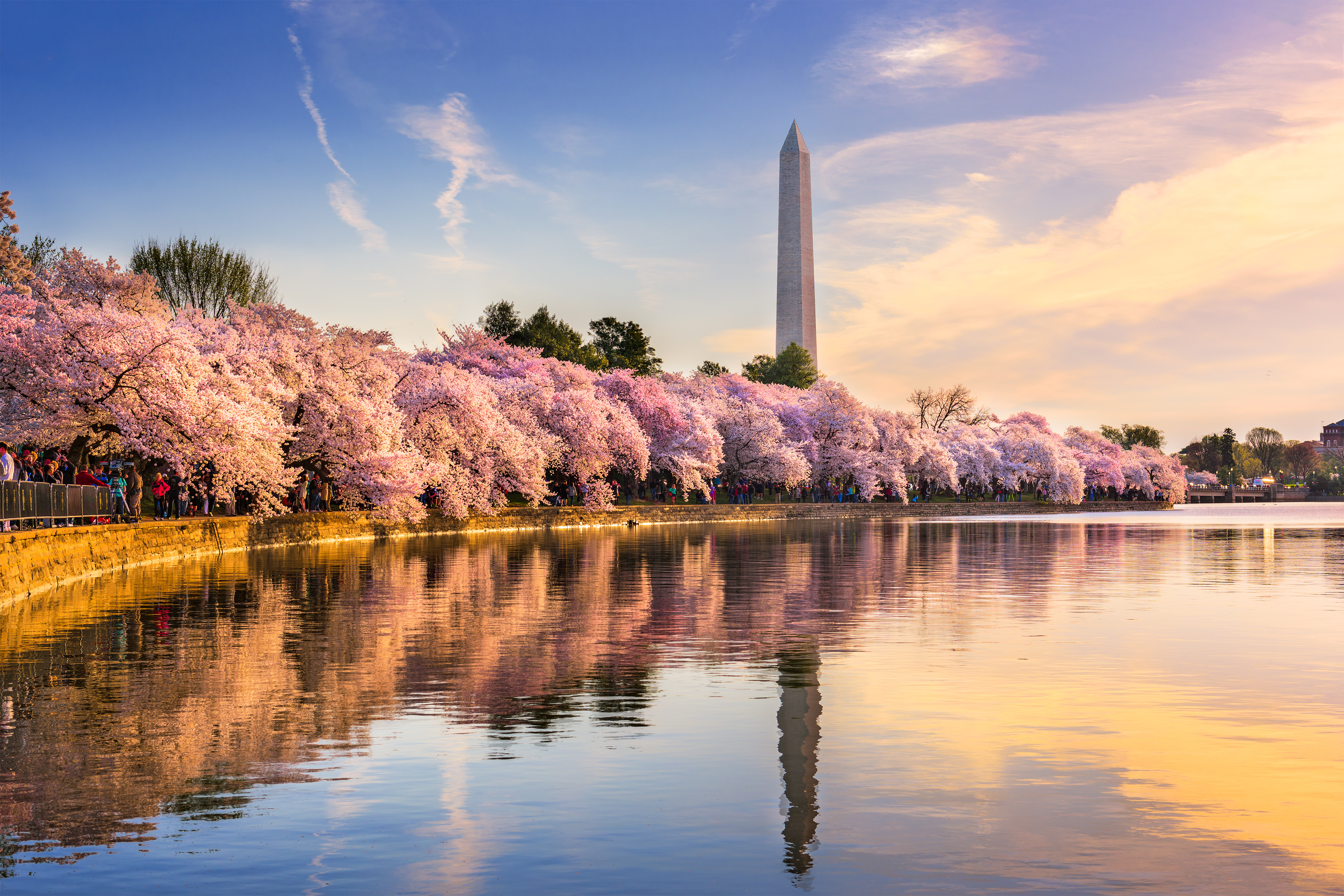 Washington monument with tidal pool and cherry blossoms