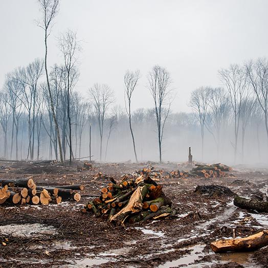 Deforestation in Indonesia piles of logs in a cleared area of a forest with smoke in background
