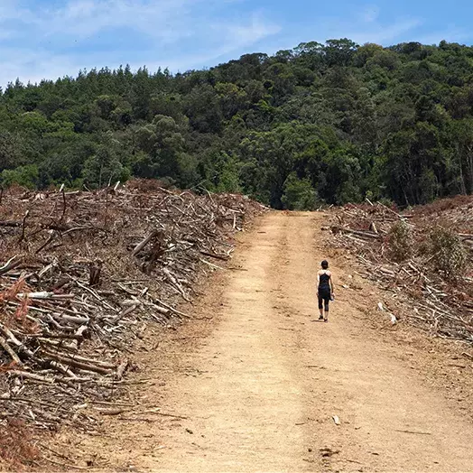 dirt road showing deforestation